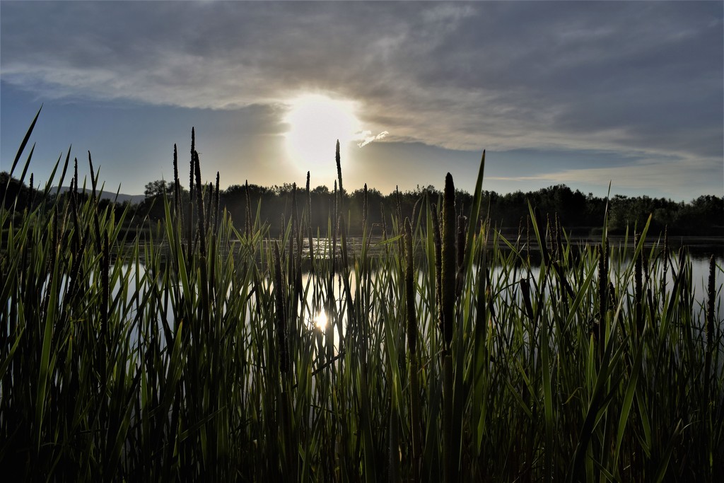 Cattails and sun by sandlily