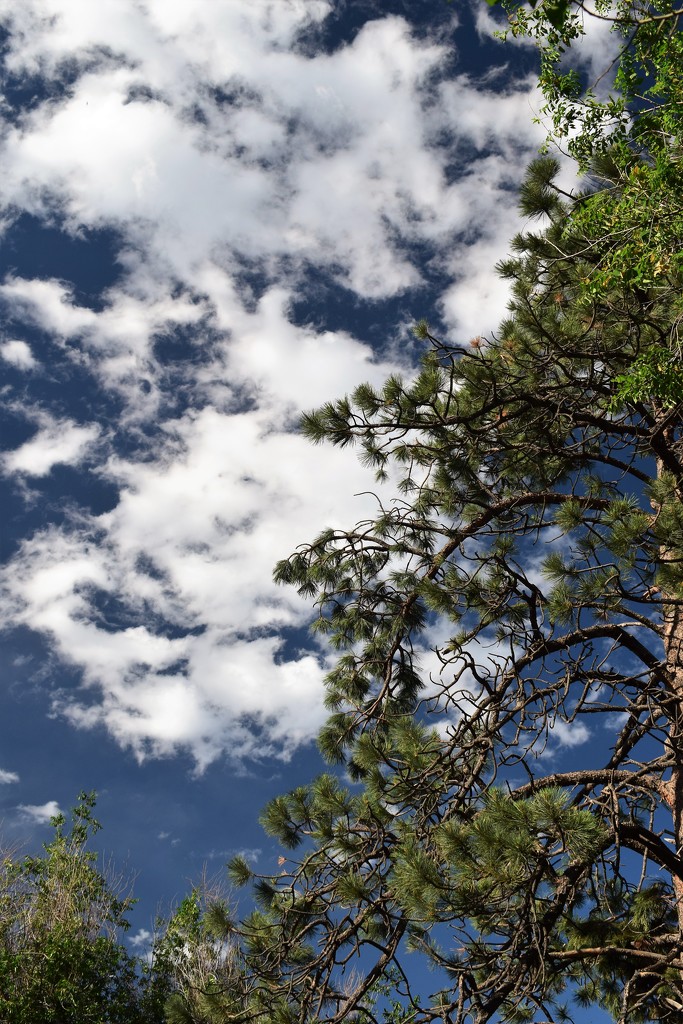 Ponderosa Pine and clouds by sandlily