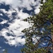 Ponderosa Pine and clouds by sandlily