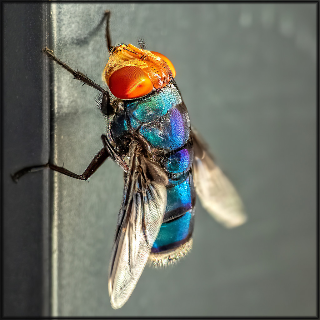 Bluebottle Fly by ludwigsdiana
