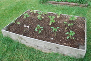 8th Jun 2020 - container gardening
