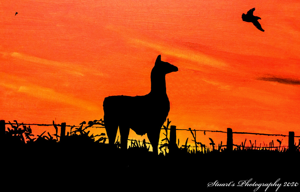 Llama at sunrise (painting) by stuart46