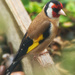 Goldfinch by rumpelstiltskin