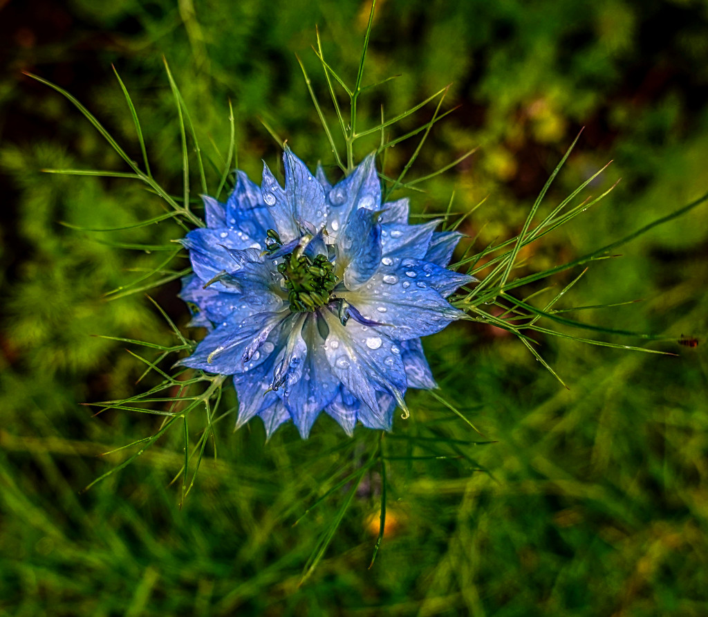 Love In a Mist. by tonygig