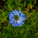 Love In a Mist. by tonygig