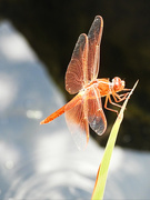 8th Jun 2020 - Dragonfly Wings