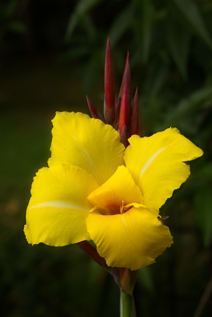 LHG-7622-yellow canna lily by rontu