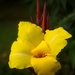 LHG-7622-yellow canna lily by rontu