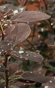 8th Jun 2020 - Waterproof leaves