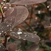 Waterproof leaves by pattyblue