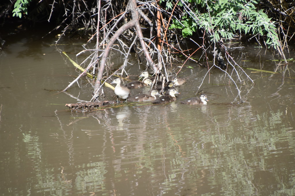 Ducklings by bigdad
