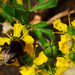 bumble bee by ianmetcalfe