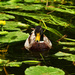 duck by ianmetcalfe