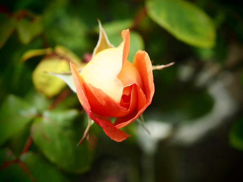 Standard Rose Bud by jon_lip