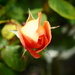 Standard Rose Bud by jon_lip