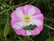7th Jun 2020 - Thick-legged Flower Beetle