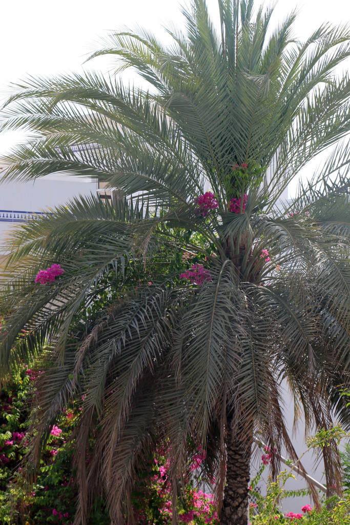 A flowering palm tree?! by ingrid01