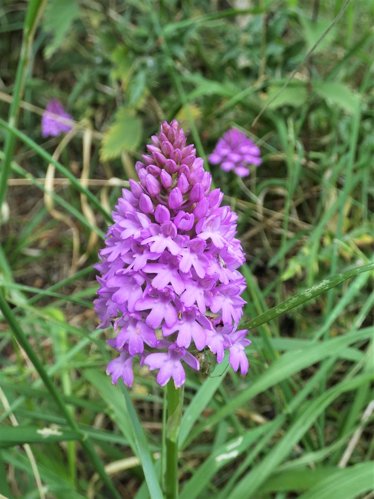 Pyramidal Orchid by julienne1