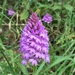 Pyramidal Orchid by julienne1