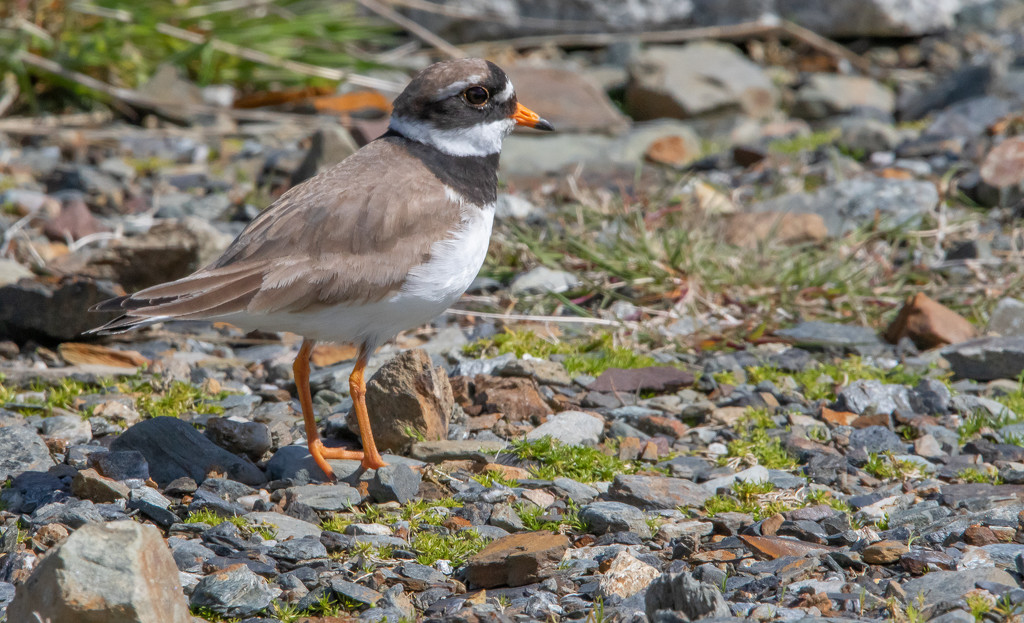Ringed Plover by lifeat60degrees