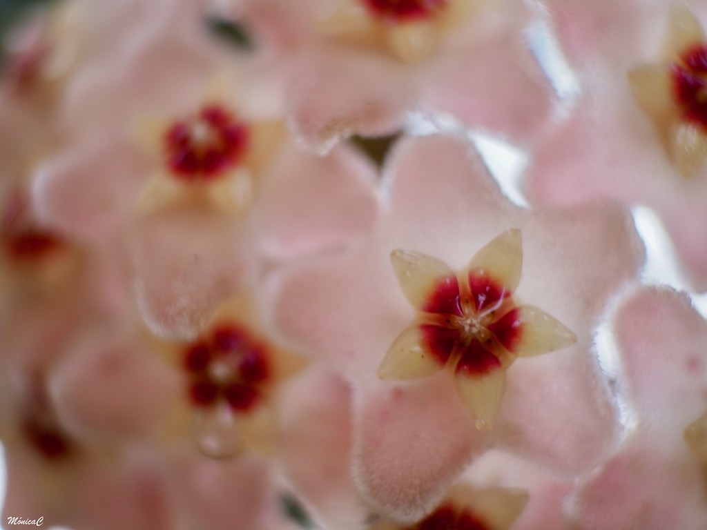 Hoya flower by monicac