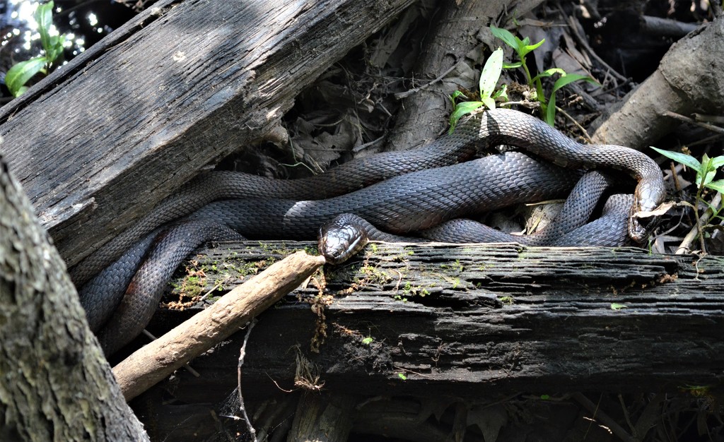 Northern Water Snake by mjmaven