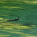 Wood Duck Family by tosee