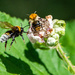 Bee and Queue by stevejacob
