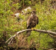 9th Jun 2020 - Juvenile Eagle