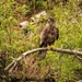 Juvenile Eagle by radiogirl