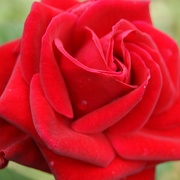 1st Jun 2020 - Red rose