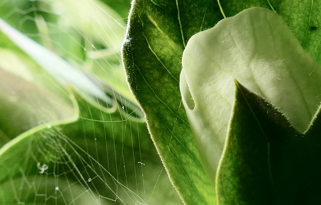 acanthus with spiderweb by marijbar