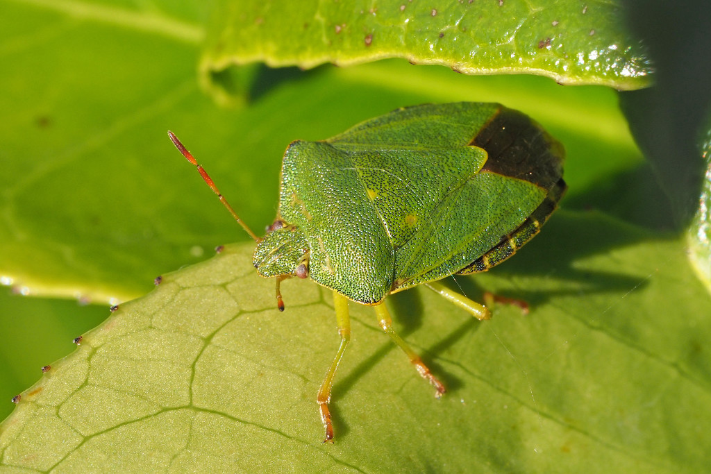 Green Shield Bug by philhendry