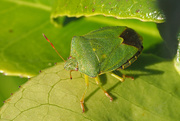 8th Jun 2020 - Green Shield Bug
