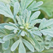 Artemisia by gardencat