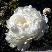 8th Jun 2020 - White flower