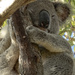 mmm soft pillow by koalagardens