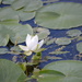 Lone lily by kdrinkie