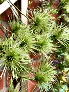 7th Jun 2020 - Clematis Seed Heads