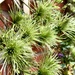 Clematis Seed Heads by daffodill