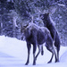 Adolescent Moose Mount  by jgpittenger