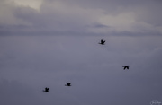 8th Jun 2020 - Cormorants Flying Where Sea and Sky Meet 