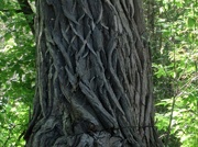 9th Jun 2020 - Tree bark