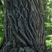 Tree bark by bruni
