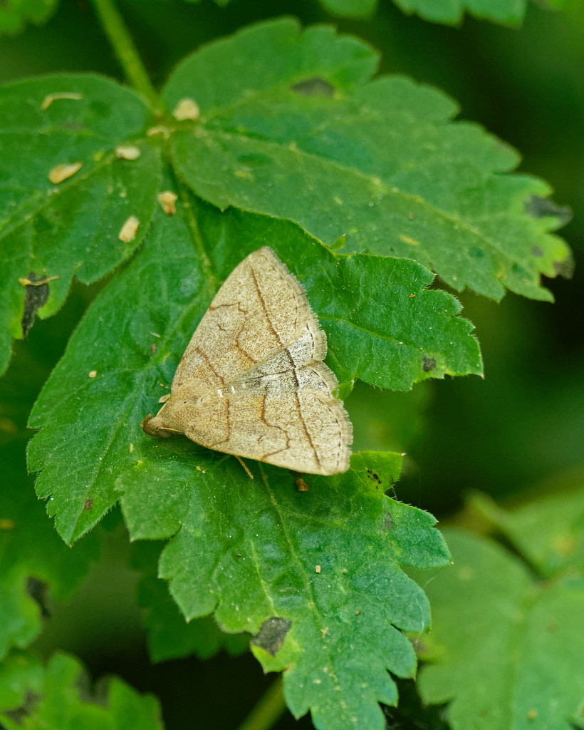 grayish fan-foot moth by rminer