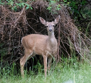 8th Jun 2020 - Another young Buck
