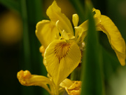 8th Jun 2020 - yellow iris
