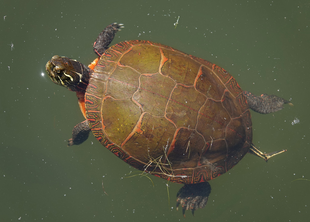 Painted Turtle by annepann
