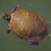 Painted Turtle by annepann
