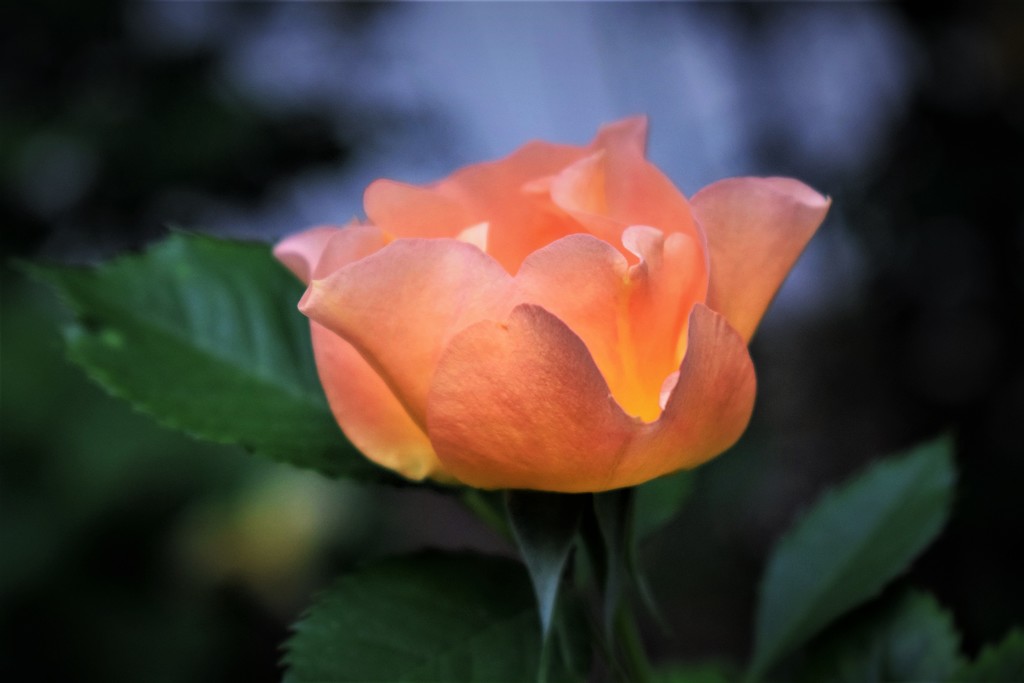 Heirloom Rose by sandlily
